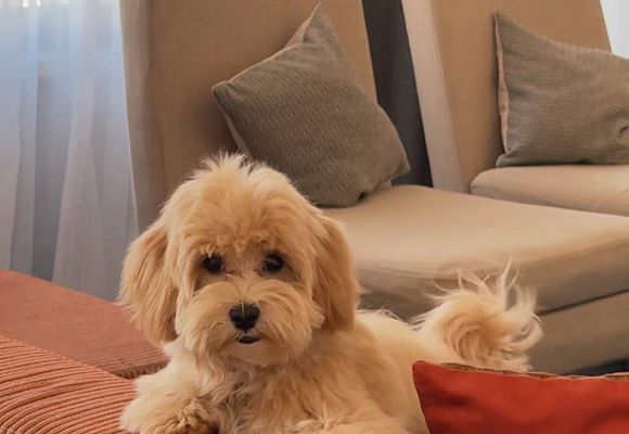 Accommodation with pets | StandArt Hotel Moscow 5*